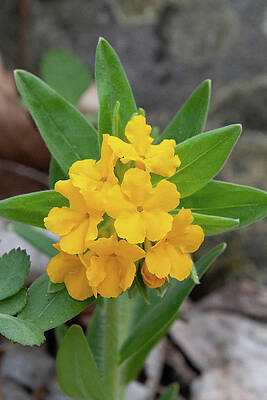 Wall Art featuring the photograph Hoary Puccoon Wildflower by Cascade Colors