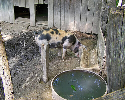Wall Art featuring the photograph Hog In A Pen by Flees Photos