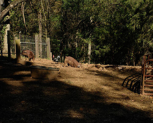 Wall Art featuring the photograph Hogs In The Pig Pen by Flees Photos