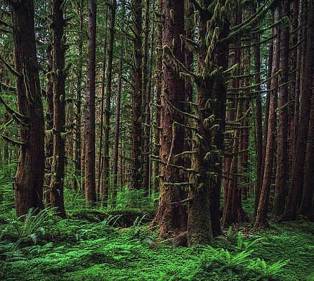 Moody Photograph - Hoh Rainforest 2, Washington State by Abbie Warnock