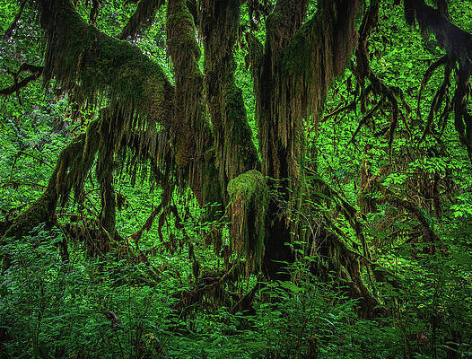 Moody Photograph - Hoh Rainforest Dripping Moss, Washington State by Abbie Warnock