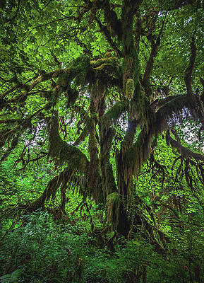 Moody Photograph - Hoh Rainforest Dripping Moss, Washington State - Vertical by Abbie Warnock