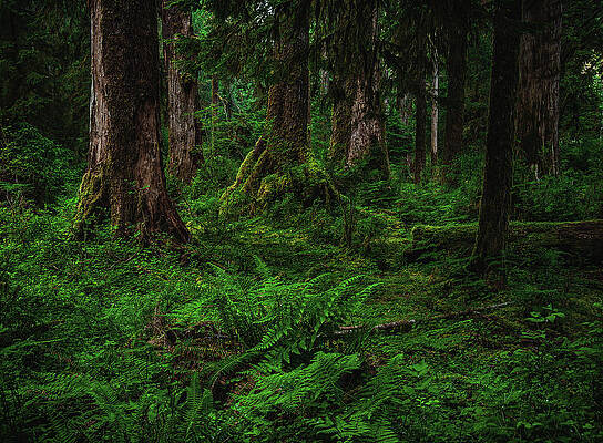 Moody Photograph - Hoh Rainforest Tree Trunks, Washington State by Abbie Warnock