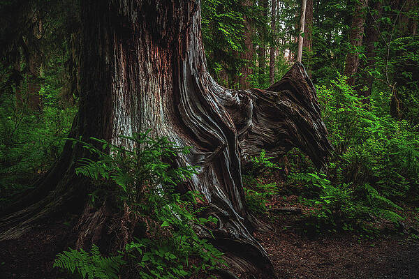 Moody Photograph - Hoh Rainforest Wavy Tree Trunk, Washington State by Abbie Warnock