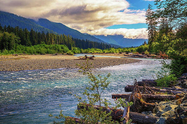Wall Art featuring the photograph Hoh River Flowing Through A Rocky Bed In Olympic National Park, Washington State by Miroslav Liska