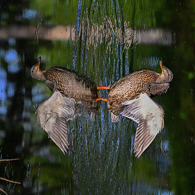 Wall Art featuring the photograph Dance With Me by Harry Banks