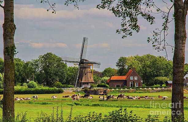Serene Photograph - Holland Dairy Farm by Ron Long Ltd Photography