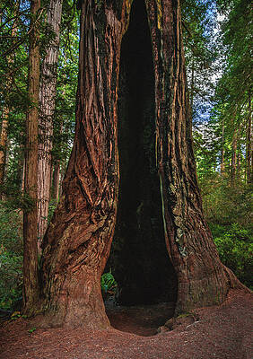 California Photograph - Hollow Giant, California - Vertical by Abbie Warnock
