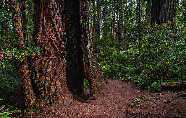 California Photograph - Hollow Giant Redwood, California by Abbie Warnock