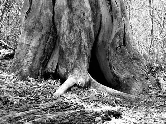 Photograph - Hollow Tree Trunk In Black And White by Amanda R Wright