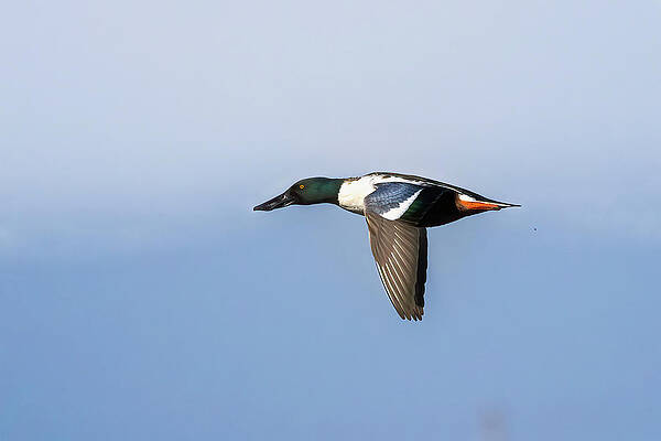 Wall Art featuring the photograph Hollywood by Jim E Johnson