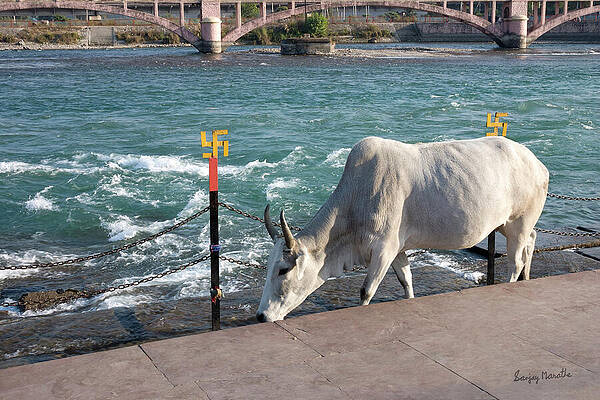 Water Wall Art featuring the photograph Holy Cow, Haridwar by Sanjay Marathe