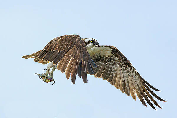 Washington Wall Art featuring the photograph Home Delivery by Tim Lyden