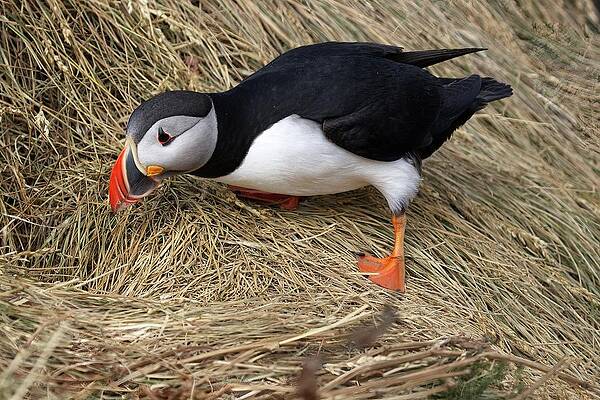 Puffin Photograph - Home Inspection by Christopher Mathews