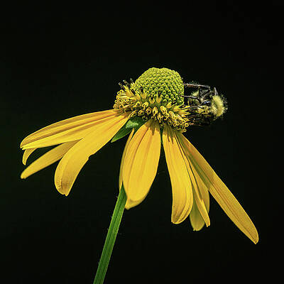Flower Photograph - Hone The Cone by Tim Lyden
