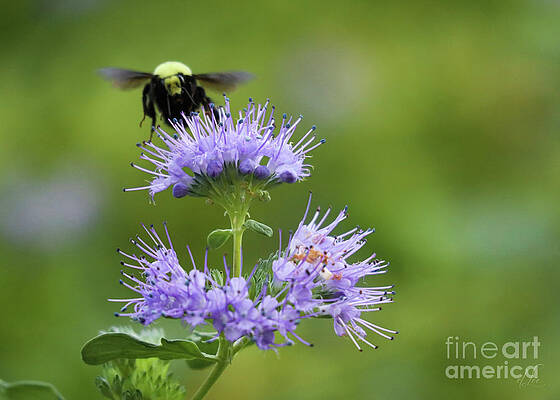 Beautiful Photograph - Honeybee Gathering Pollen by D Lee