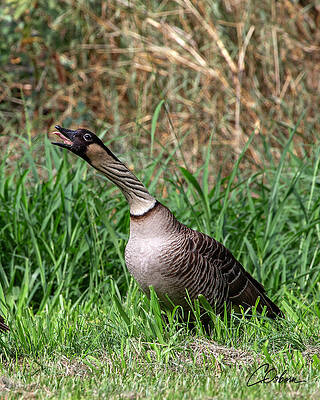 Wall Art featuring the photograph Honking Nene by Charlie Osborn