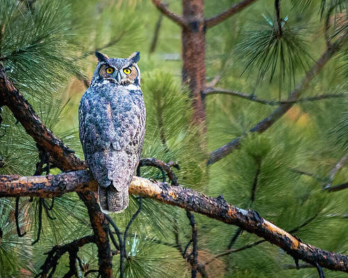 Wall Art featuring the photograph Hoo Are You Looking At by Mike Lee