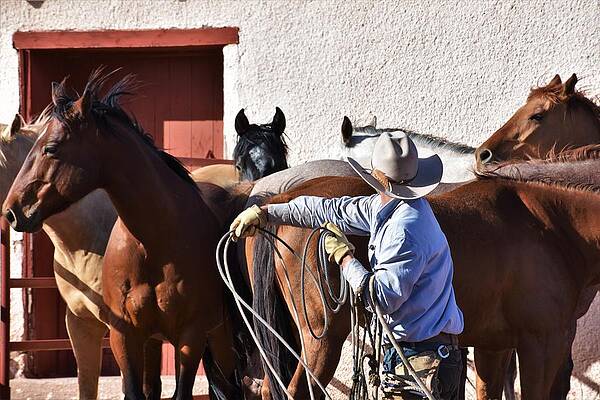 Cowboy Wall Art featuring the photograph Hoolihan by Alden White Ballard
