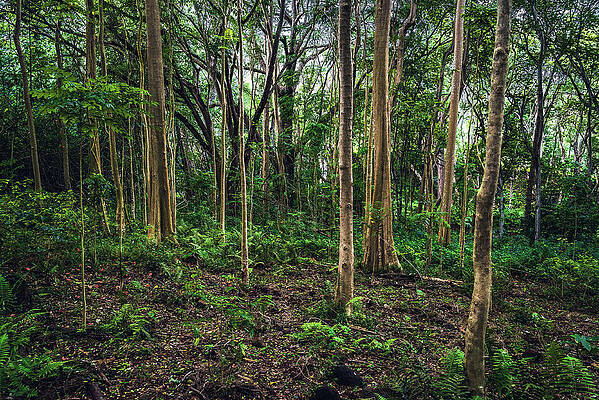 Paradise Photograph - Ho'opi'i Falls Jungle - Kauai, Hawaii by Abbie Warnock