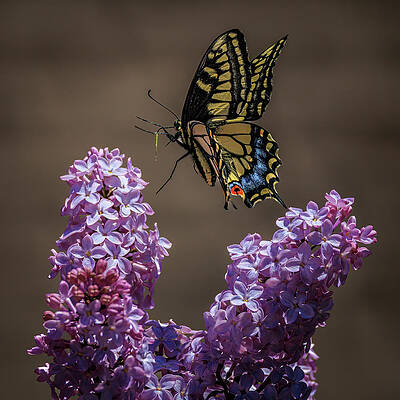 Flower Photograph - Hop, Skip, Jump by Tim Lyden