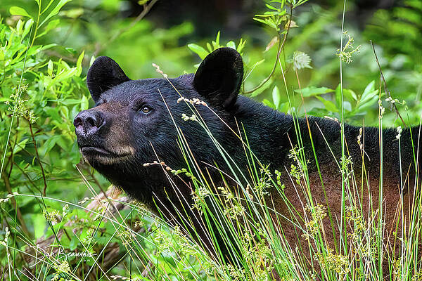 Wildlife Photograph - Hope For The Future #9467 by Dan Beauvais