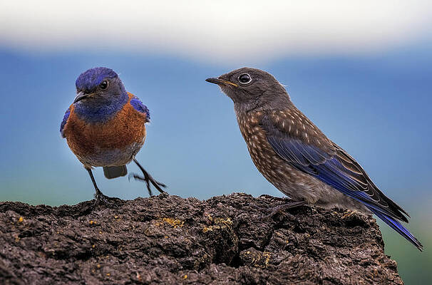 Wall Art featuring the photograph Hopping Pop Bluebird by Jean Noren