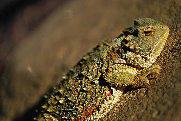Animal Wall Art featuring the photograph Horny Toad by Matt Halvorson