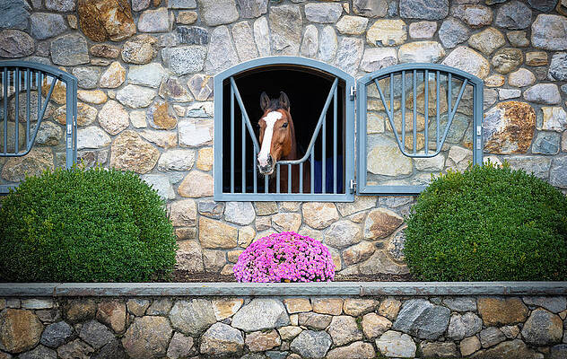 Fall Wall Art featuring the photograph Horse At Old Salem Farm by Dave King