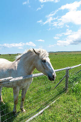Wild Photograph - Horse In A Field, Bonavista, Newfoundland by John Twynam