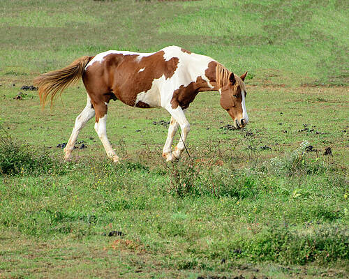 Horse in a NC field 04 by Flees Photos