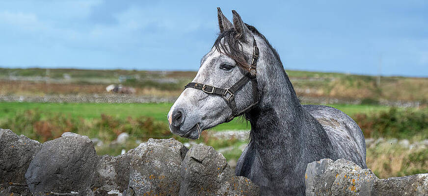 Horse in Irish Countryside Wall Art