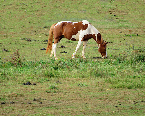 Horse in NC field 03 by Flees Photos