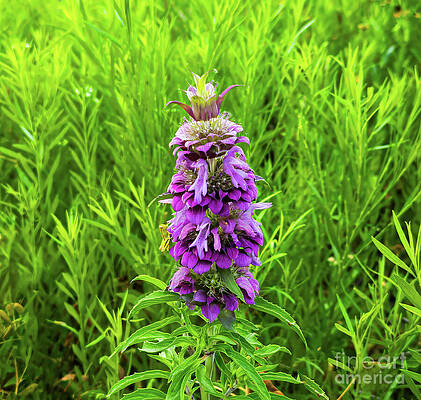 Wall Art featuring the photograph Horsemint In Full Bloom by Ron Long Ltd Photography