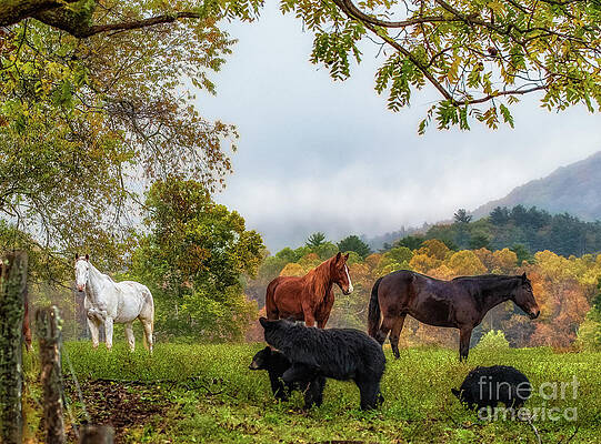 Scenic Wall Art featuring the photograph Horses And Bears Together by Jimmy Pappas