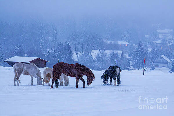 Winter Wall Art featuring the photograph Horses Grazing In Winter Blue Light by Tatiana Travelways