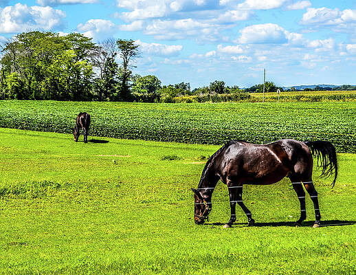 Photograph - Horses Grazing by Robert Allen Hill