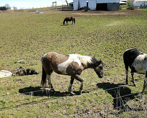 Wall Art featuring the photograph Horses In A Pasture Holmes Co Ohio #1 by Flees Photos