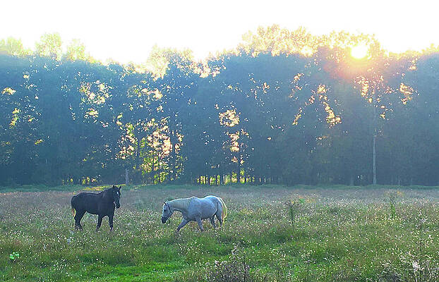 Natural Photograph - Horses In Field by Greg Lane