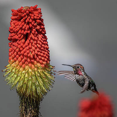 Flower Photograph - Hot Stuff by Tim Lyden