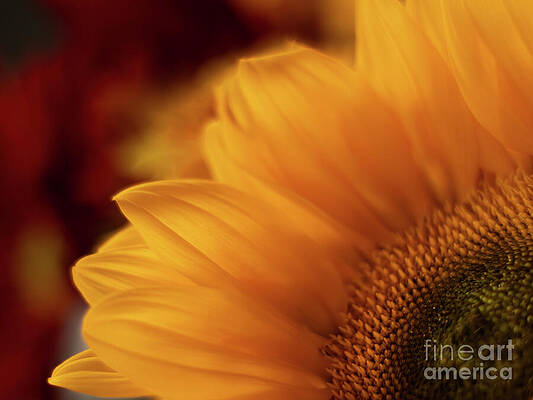 Nature Wall Art featuring the photograph Hotter Than The Summer Sun by Dodie Ross