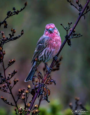 Vibrant Bird on a Branch Wall Art