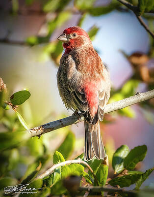 Branch Wall Art featuring the photograph House Finch Male In Morning Light by Joe Fisher
