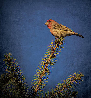 Natural Photograph - House Finch On A Douglas Fir by Jason Fink