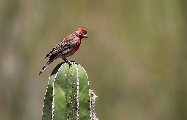 Desert Wall Art featuring the photograph House Finch On  Cactus 1 by Dawn Richards
