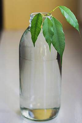Organic Photograph - House Plant Growing In A Clear Glass Bottle by Scott Lyons