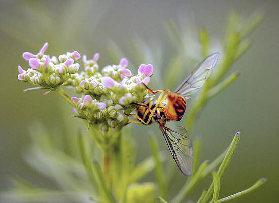 Wall Art featuring the photograph Hoverfly Ballet by Joe Schofield