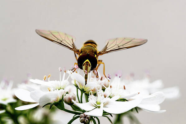 Wall Art featuring the photograph Hoverfly Dines On Cilantro by Joe Schofield
