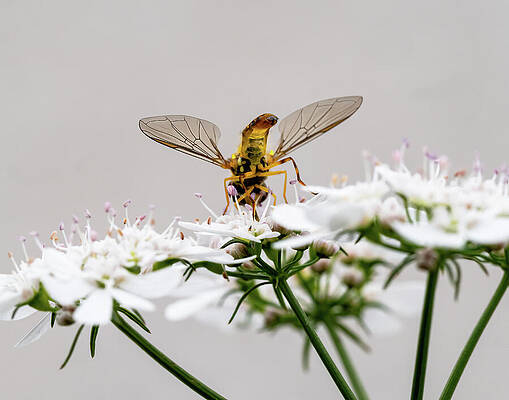 Wall Art featuring the photograph Hoverfly Sampling Cilantro by Joe Schofield