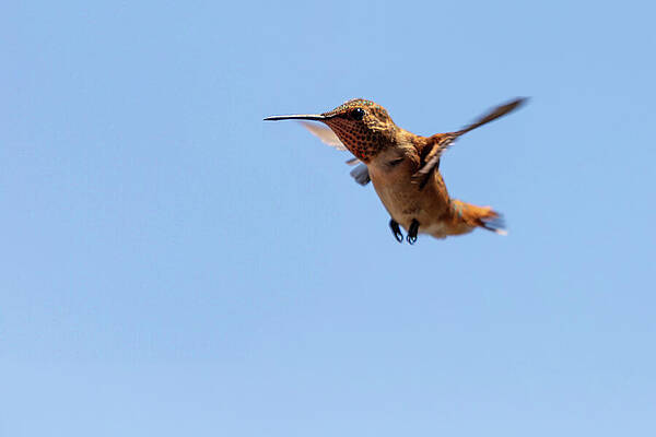 Nature Wall Art featuring the photograph Hovering Male Rufous Hummingbird by Ed Clark